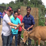 Penyerahan Hewan Ternak Sapi Dihibahkan Kepada Petani dan Perkebunan di Desa Mangkarap