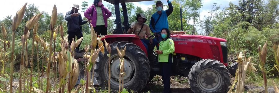 SIAP DIPANEN, LURAH TANIRAN & BPP TINJAU TANAMAN JAGUNG PAKAN TERNAK