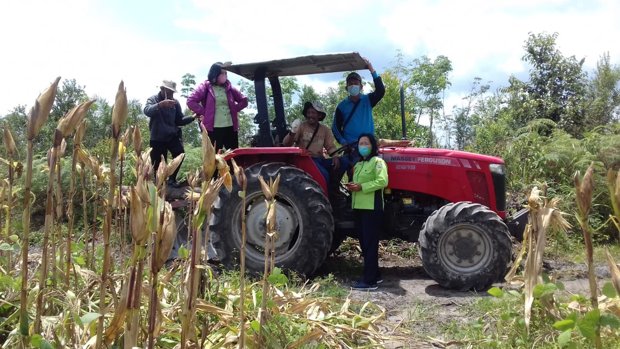 SIAP DIPANEN, LURAH TANIRAN & BPP TINJAU TANAMAN JAGUNG PAKAN TERNAK