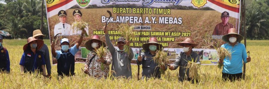 BUPATI MINTA PETANI TAMBAH AREA TANAMAN PADI