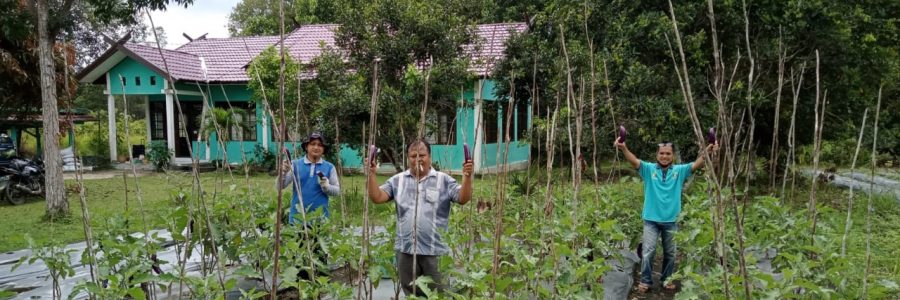 BPP PAJU EPAT TANAM JAGUNG & PANEN TERONG