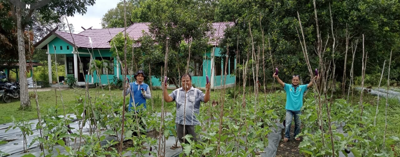 BPP PAJU EPAT TANAM JAGUNG & PANEN TERONG