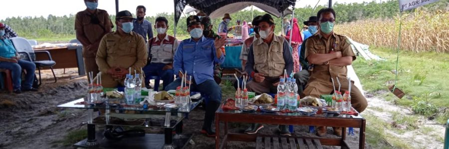 BUPATI BARTIM PENEN JAGUNG PAKAN TERNAK DI TANIRAN