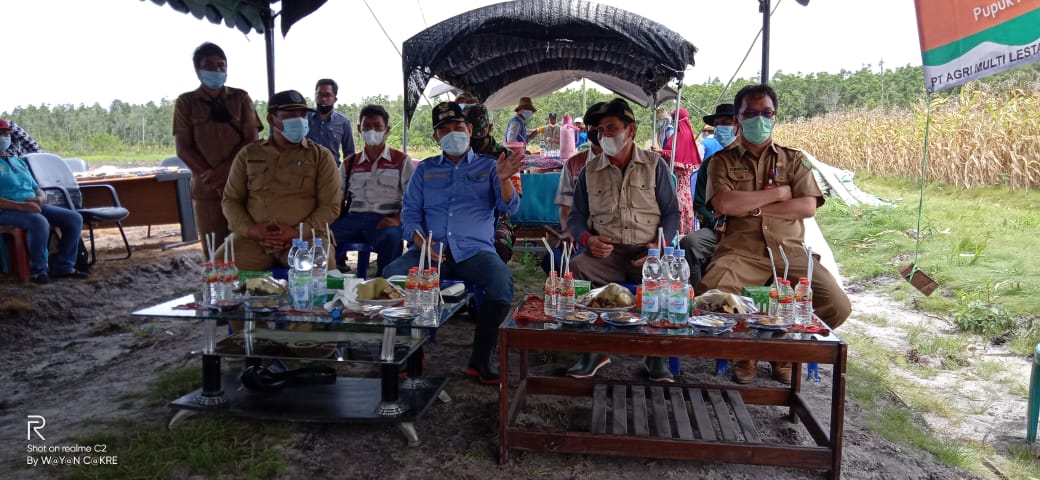 BUPATI BARTIM PENEN JAGUNG PAKAN TERNAK DI TANIRAN