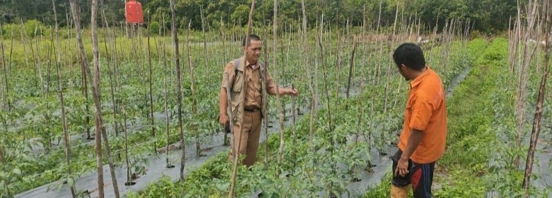 BPP PAJU EPAT KAWAL LTT KOMODITAS HORTIKULTURA