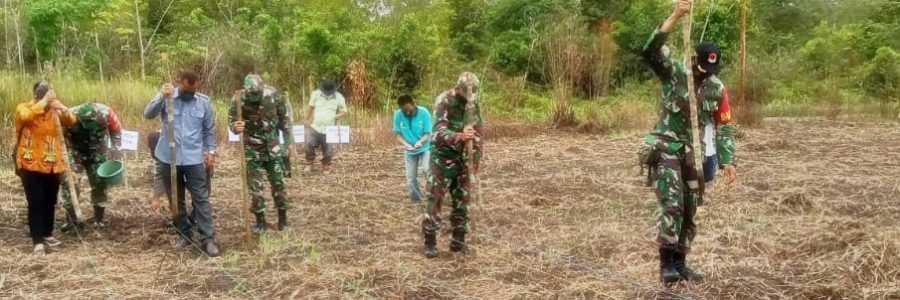 LAGI, BPP PAJU EPAT TANAM JAGUNG PAKAN TERNAK DI LAHAN KAJI TERAP