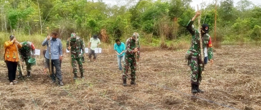 LAGI, BPP PAJU EPAT TANAM JAGUNG PAKAN TERNAK DI LAHAN KAJI TERAP