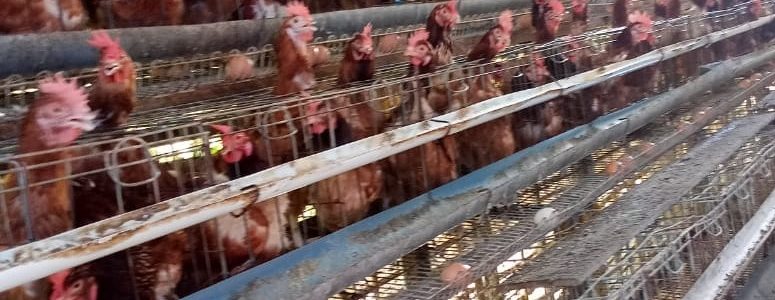DISKANAK BARTIM MONEV PERKEMBANGAN TERNAK AYAM PETELUR