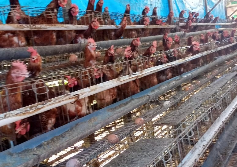 DISKANAK BARTIM MONEV PERKEMBANGAN TERNAK AYAM PETELUR