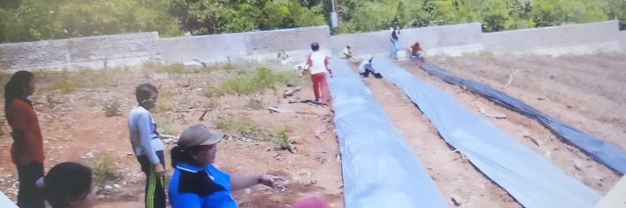 MOTIVASI MASYARAKAT, PEMERINTAH DESA BAGOK TANAM JAGUNG DAN KEDELAI