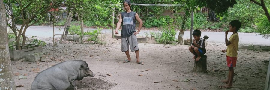 FLU BABI MAKIN MERAJALELA, DISTANAKAN HIMBAU WARGA JANGAN BIARKAN TERNAK BABI BERKELIARAN