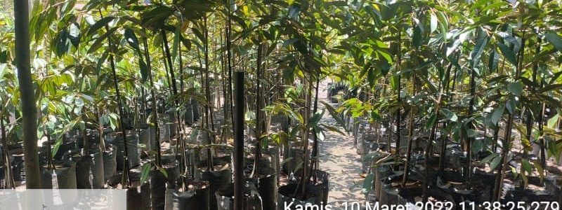 DESA SIONG BANGUN AGROWISATA BUAH, BPP PAJUT EPAT LAKUKAN PENDAMPINGAN