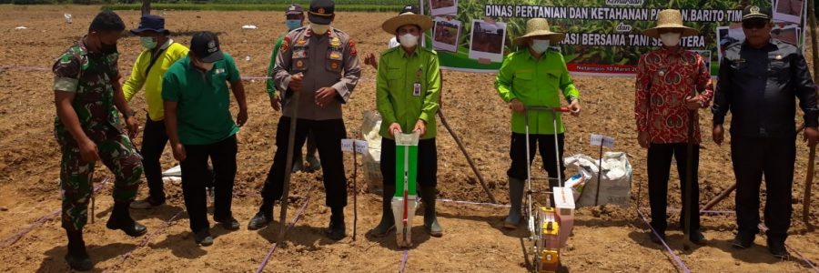BUPATI BARITO TIMUR TANAM PERDANA JAGUNG KOMPOSIT DI NETAMPIN