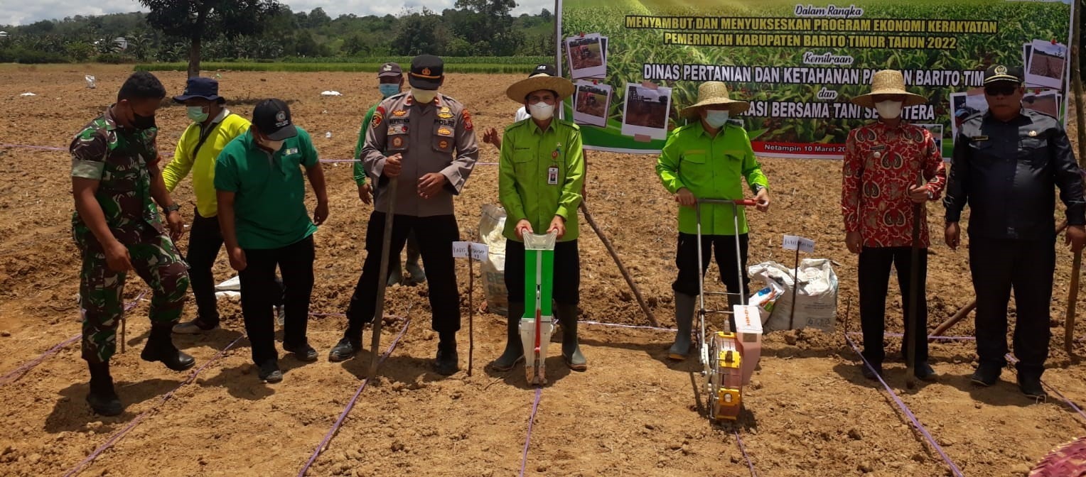 BUPATI BARITO TIMUR TANAM PERDANA JAGUNG KOMPOSIT DI NETAMPIN