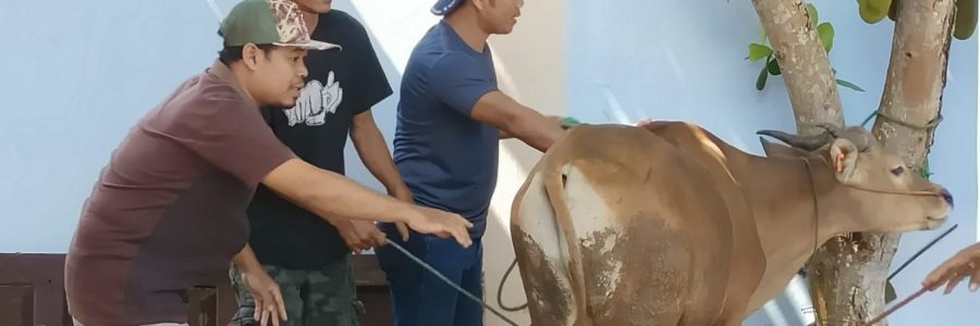 Panitia Kurban Masjid Arrahman Tamiang Layang Sembelih 7 Ekor Hewan Kurban, Dibagikan untuk 600 Kepala Keluarga