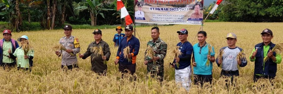 PEMKAB BARTIM PANEN PADI SAWAH DI DESA TANGKUM