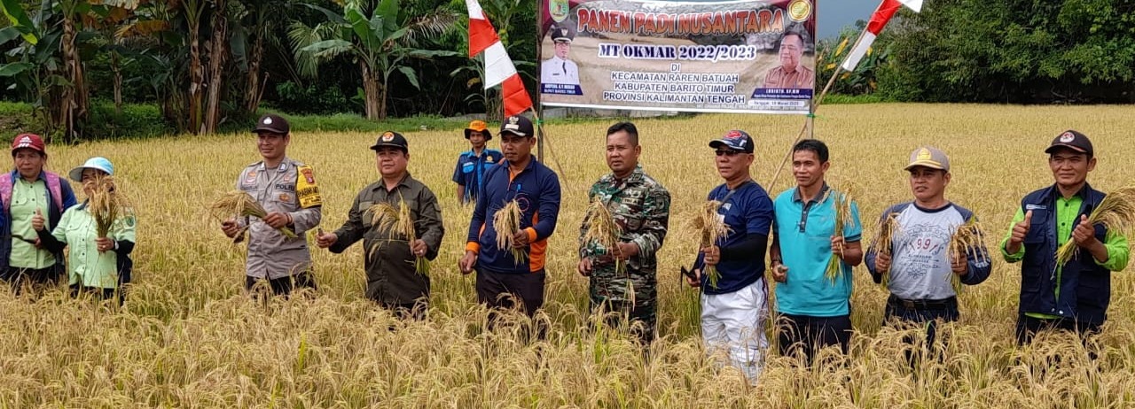 PEMKAB BARTIM PANEN PADI SAWAH DI DESA TANGKUM